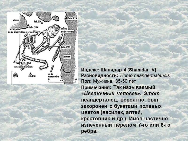 Индекс: Шанидар 4 (Shanidar IV) Разновидность: Homo neanderthalensis  Пол: Мужчина, 35-50 лет Примечания: